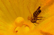 © Shutterbug33 - Bee pollinating the huge pumpkin flower, it can be seen carrying the pollen granules stuck to her hairs. It is a useful illustrative image