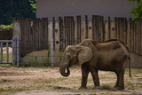 słoń jedzący w zoo