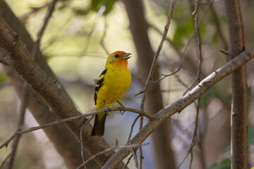 Wall Mural - A Western Tanager, framed by branches perches on a small maple twig and sings in a shady forest on a summer day in the mountains of Southern Utah USA.
