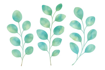 Poster - Three watercolor eucalyptus branches with a transparent background are perfect for adding a touch of nature to any design