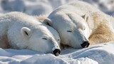 Two polar bears peacefully sleeping side-by-side on a snow-covered surface, suggesting relaxation, rest, and the cold, arctic environment.