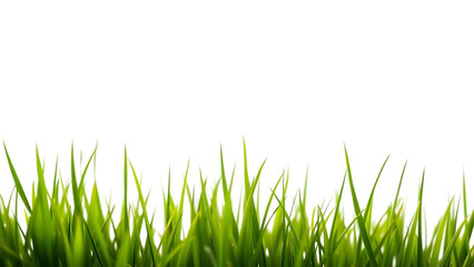 Fototapete - Green grass isolated on white Fresh green grass isolated against a transparent background ecology fr