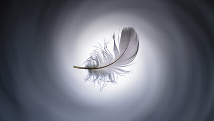 Poster - A white feather drifts gracefully against a soft, illuminated backdrop, emphasizing its delicate structure and smooth contours in a tranquil atmosphere