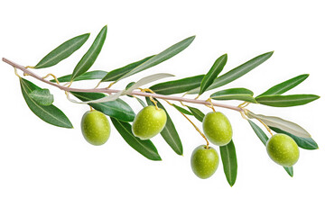 High-resolution olive branch with green olives and leaves stock photo for design elements and mockups isolated on transparent background