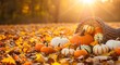 © Baskarastock - Autumn harvest cornucopia with pumpkins and fall leaves in warm sunset light
