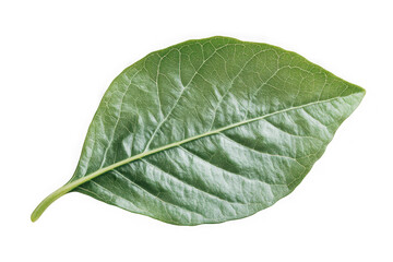 Poster - Detailed green leaf veins close-up png image for graphic design and nature projects, botanical illustration, isolated on transparent background