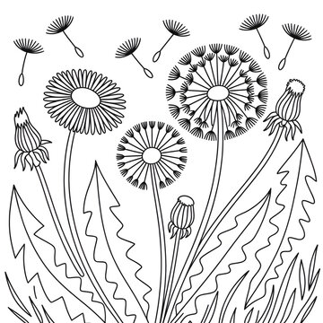 Dandelion flower line drawing coloring page