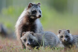 Jenot (Nyctereutes) raccoon dog
