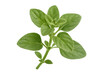 © Krtola  - Verdant oregano sprig displaying fresh, bright green leaves against transparent backdrop, ideal for culinary imagery