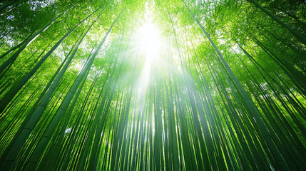 Poster - Dense bamboo forest with dappled sunlight green stalks tall plants sunbeam peaceful natural outdoor lush summer