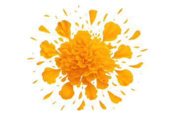 Poster - Vibrant orange marigold blooming, delicate petals swirling dynamically against transparent backdrop, perfect for seasonal graphic projects