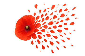 Poster - Red poppy flower losing its petals on a transparent background, creating a sense of fragility and beauty