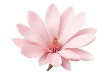 Poster - Pink magnolia flower blooming on a transparent background, showcasing delicate petals and natural beauty, ideal for various design projects