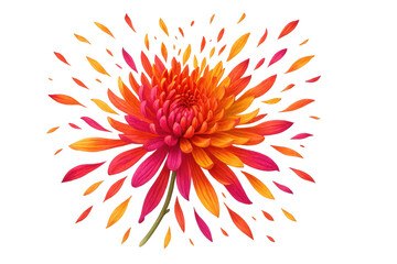 Poster - Colorful chrysanthemum losing its petals on a transparent background, creating a vibrant and dynamic explosion of color