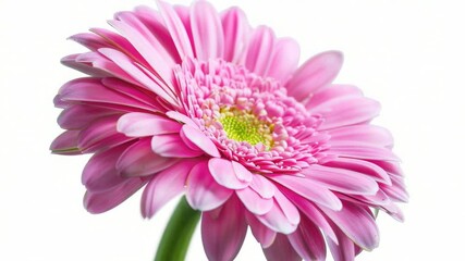Aufkleber - A pink flower sits alone in a clear glass vase, perfect for decorative or editorial use