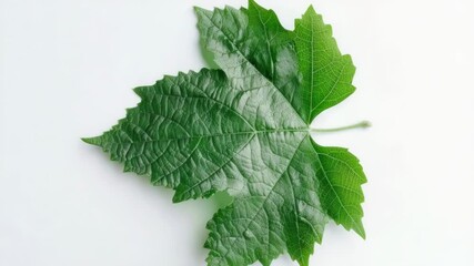Poster - A close-up view of a single leaf on a white background