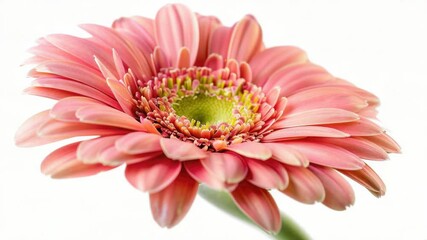 Aufkleber - A close-up shot of a pink flower against a white background, suitable for various designs and compositions