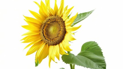Poster - Bright yellow sunflower with green leaves on a simple white background