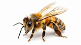 Golden honeybee or bee isolated on the white background -
