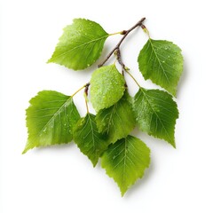 Poster - A refreshing view of a vibrant green leaf branch with water droplets. The leaves radiate freshness and vitality.