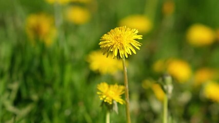 Aufkleber - Bright yellow dandelions stand tall among lush green grass on a warm spring day, showcasing natures beauty and resilience during blooming season.