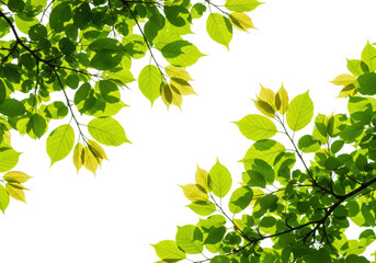 Poster - Sunlit green leaves on branches are isolated on transparent background, creating a natural frame