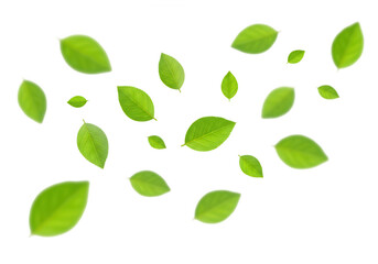 Poster - Many green leaves are falling and isolated on transparent background