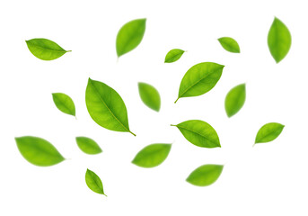 Poster - Several green leaves falling gently isolated on transparent background