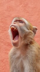 Aufkleber - Expressive Primal Monkey Yawn with Detailed Fur Texture Authentic Wildlife Close-Up for Premium Environmental and Zoo Marketing Campaigns