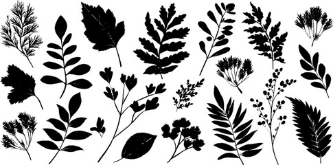 Poster - Collection of black hand drawn leaves and branches for botanical design