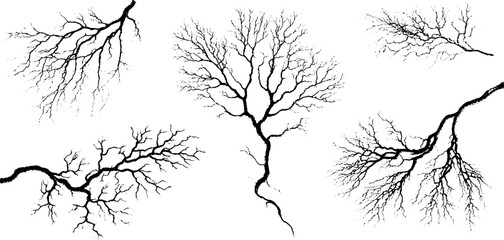 Poster - Intricate collection of vein and root like ink lines for creative design