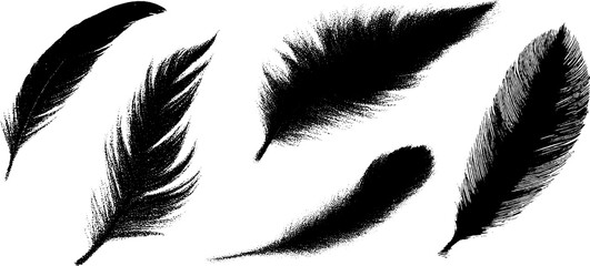 Poster - Collection of feather silhouettes and textures with ink drawing for artistic design
