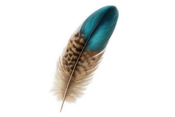 Poster - Detailed feather displaying teal and brown color tones, floating against transparent backdrop for design purposes