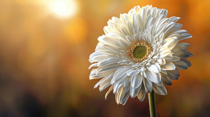 Poster - Beautiful white flower with delicate petals stands out against warm, blurred background, capturing essence of nature elegance and tranquility. soft light enhances its features, creating serene
