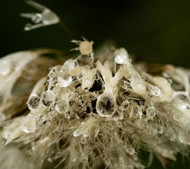 Wall Mural - A flower with water droplets on it