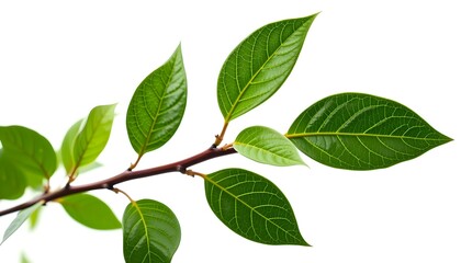 Poster - a green leafy branch gracefully against the light