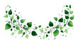 © Digital Dreamscapes - Green branches of a plant with leaves arranged in a semi-circle shape on a transparent background.