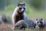 Jenot (Nyctereutes) raccoon dog