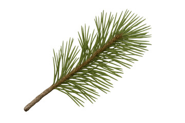 Poster - Realistic pine branch with transparent background, ideal for nature-themed projects and holiday designs