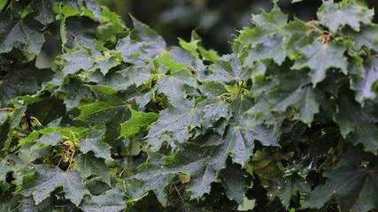 Poster - A detailed view of lush green leaves, ideal for use in nature or botanical themed projects