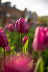 Poster - Colorful tulips are blossoming in a lush garden. The warm sunlight highlights their petals, creating a serene atmosphere during the spring season.