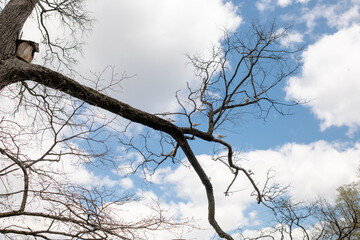 Aufkleber - Reaching branches from leafless trees contrast with the vibrant blue sky and fluffy clouds, signaling the transition of seasons in early spring.