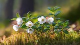 flowers of vaccinium vitis idaea commonly known as lingonberry cowberry or mountain cranberry in forest