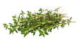 © nida sofiah - Fresh thyme herb bundle on a white background, showcasing vibrant green leaves, ideal for culinary uses and recipes