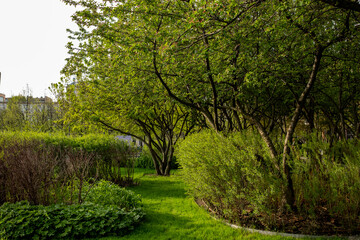 Aufkleber - A peaceful green path winds through vibrant foliage and trees, inviting visitors to explore the tranquil park atmosphere under clear blue skies.