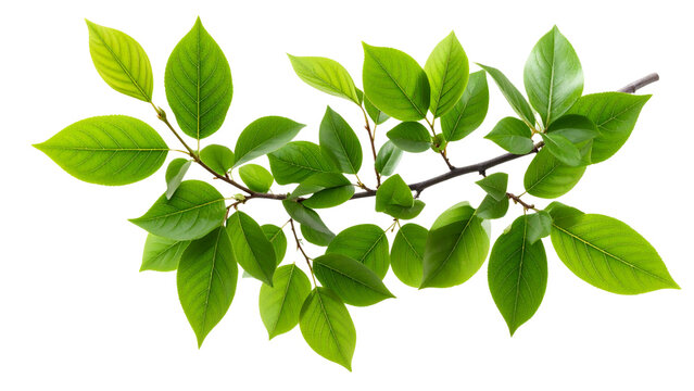 Realistic 3d rendered branch with green leaves on transparent background