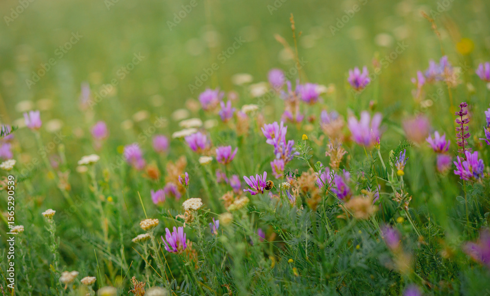 Wild flowers on meadow cloudy blue sky. Summer day field grass, cloud sky. field, summer landscape