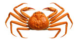 Snow crab with spindly legs and orange-tinted shell