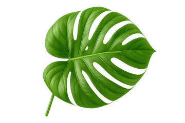 Fototapete - Green monstera deliciosa leaf isolated on transparent background, perfect for nature-inspired designs