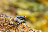 Crabs and crustaceans of Sri Lanka